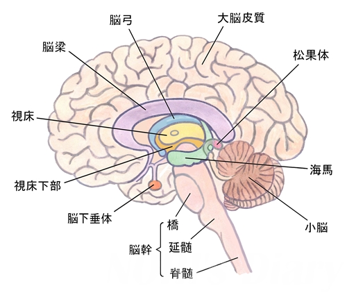 脳の説明図