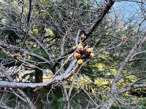 朝のランニング中に見つけた、春の訪れを感じさせる桜の木の膨らみ始めた蕾。