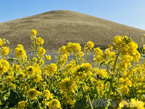 満開に近い黄色い菜の花越しに望む、青空の下の穏やかな公園の山。