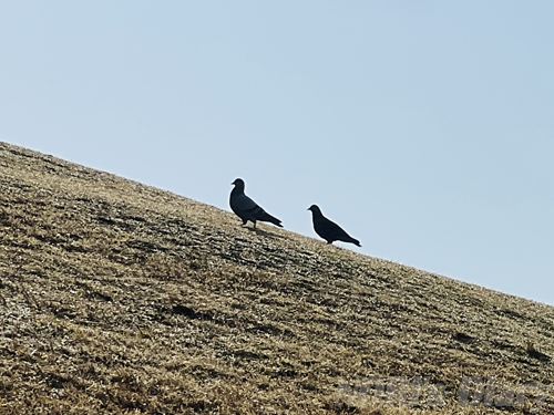 丘の斜面に、二羽の鳥（ハト）が並んで歩いているシルエット。