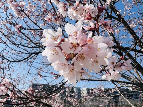 青空を背景に、満開に近づいた桜の花のアップ。淡いピンクの花びらが重なり合い、春の柔らかな空気を感じさせる。