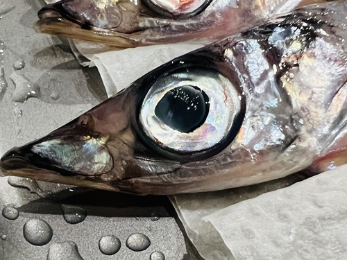 ニギスの頭部のアップ。目が澄んでいて新鮮さが伝わる様子