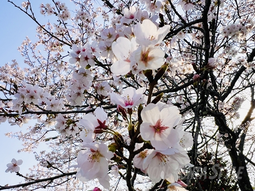 快晴の青空をバックに、満開一歩手前の桜が朝日に照らされている。ランニング中に見上げた、春の訪れを感じる景色。