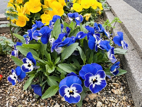 青と白のコントラストが美しいパンジー。中心の濃い模様と周囲の鮮やかなブルーが際立つ。